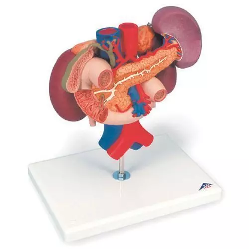 Kidneys model, upper abdominal organs (posterior organs) K22/3 for €241.92