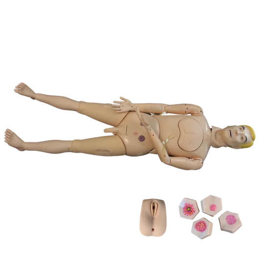 Bisexual Adult Basic Nursing Mannequin