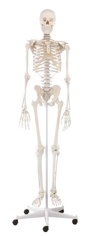 Standard Skeleton - Pelvic Mounted